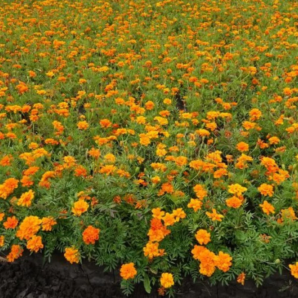 Fransk tagetes 'Tangerine'