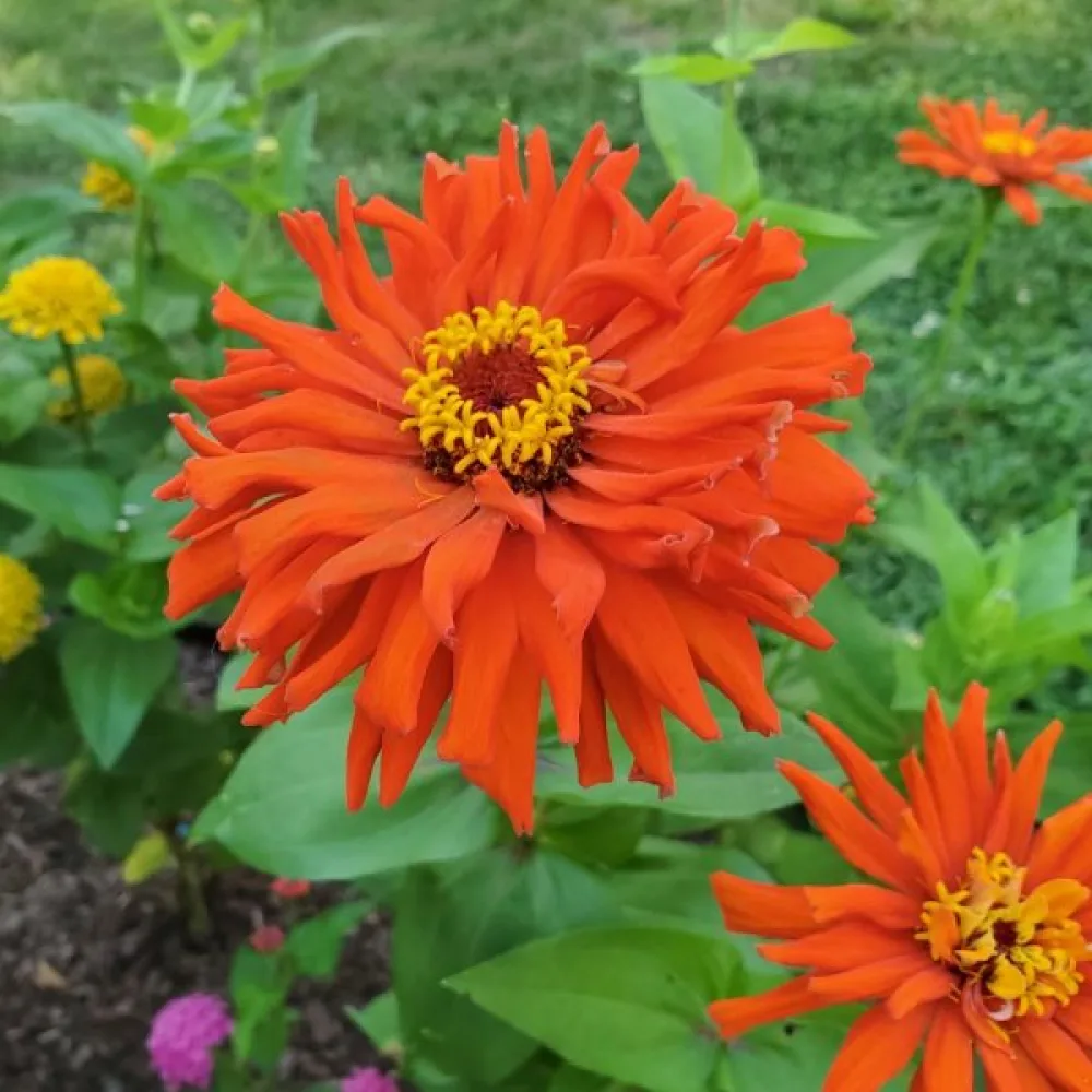 Zinnia 'Red Man'