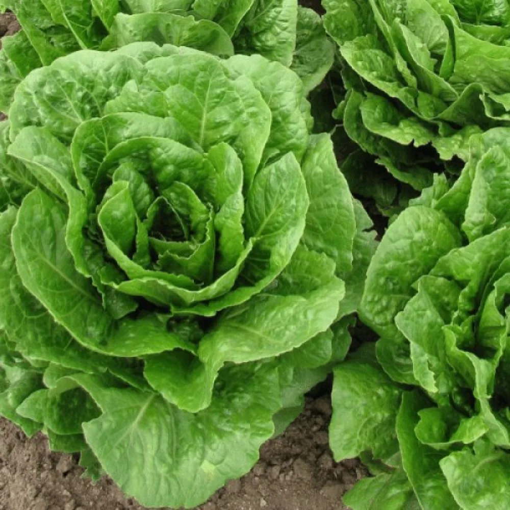 Romansallad 'Paris White'