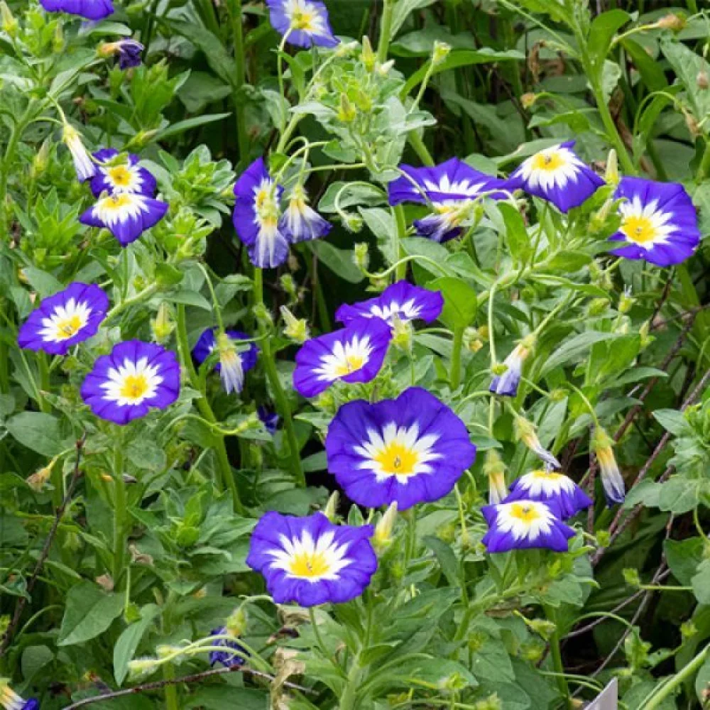 Praktvinda 'Royal Ensign'