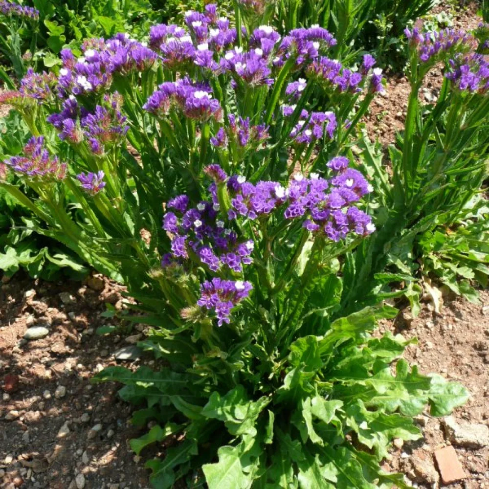 Praktrisp Limonium sinuatum – lavendel