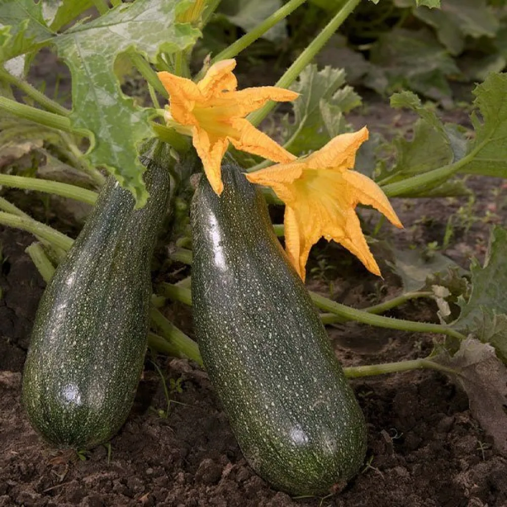 Zucchini 'Verte Noire Maraîchère'