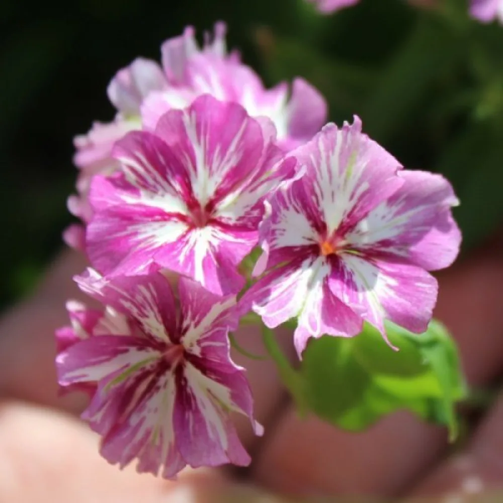 Sommarflox 'Starry Eyes'