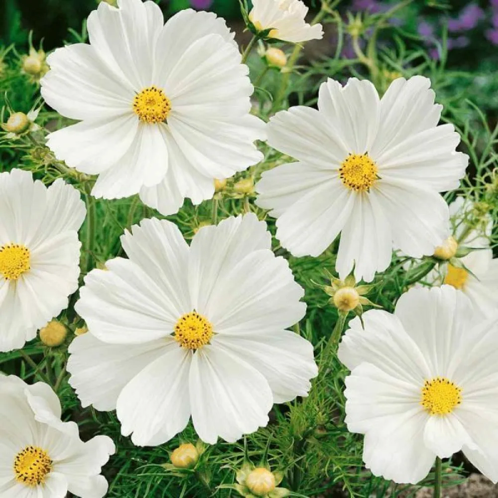 Rosenskära 'Sensation Purity' vit