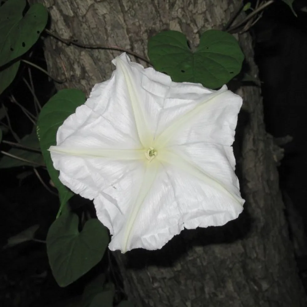 Blomman för dagen Ipomoea noctiflora – vit