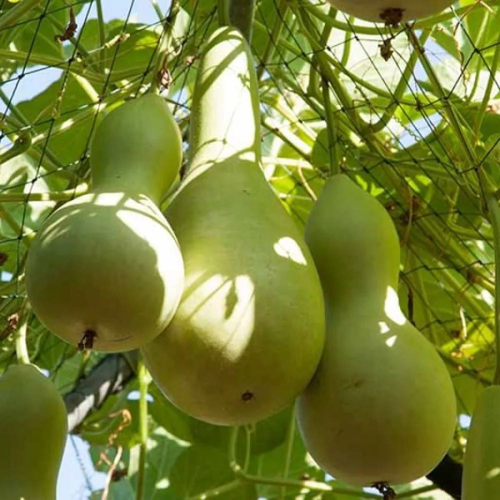 Flaskkalebass 'Bottle Gourd Giant'