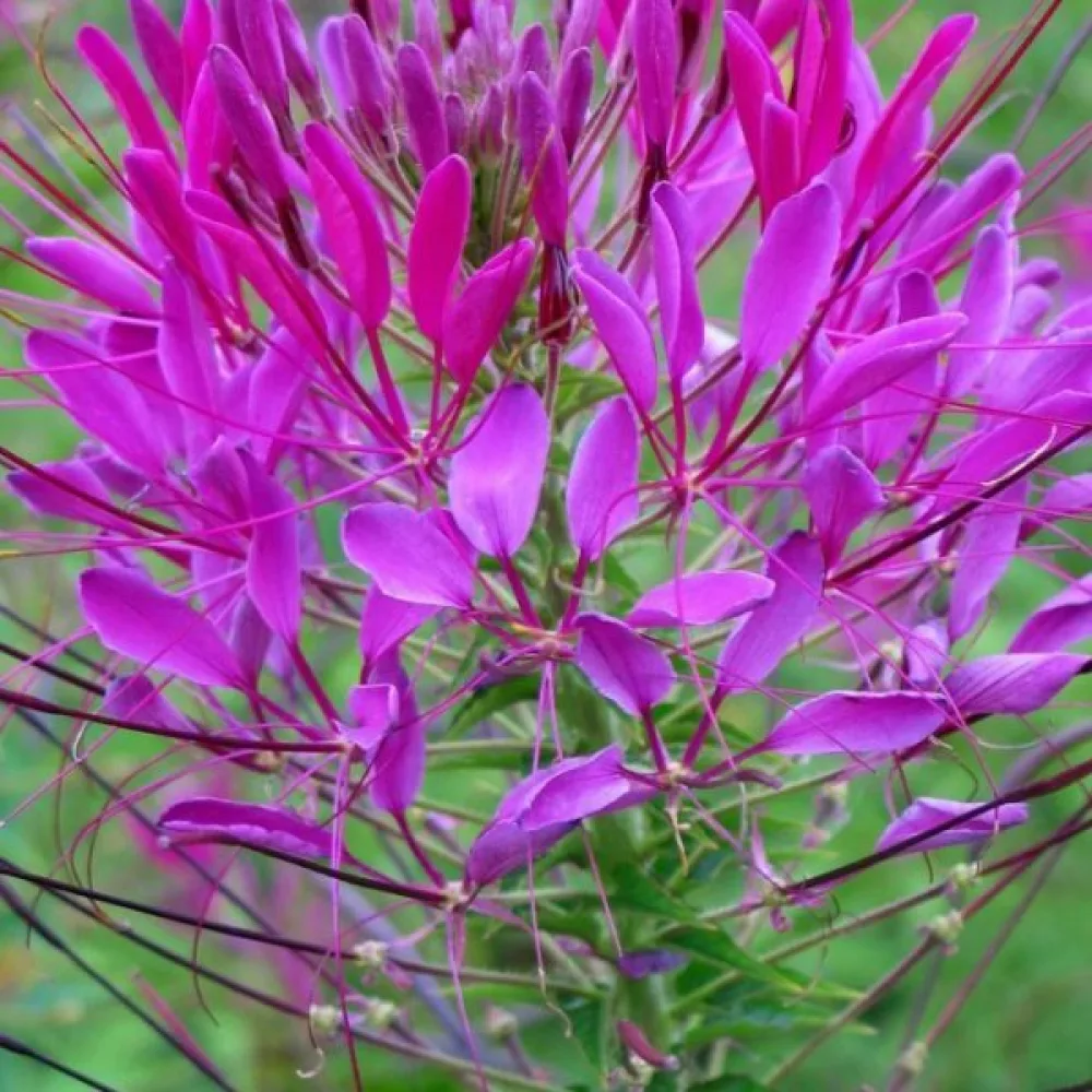 Paradisblomster 'Violet Queen'