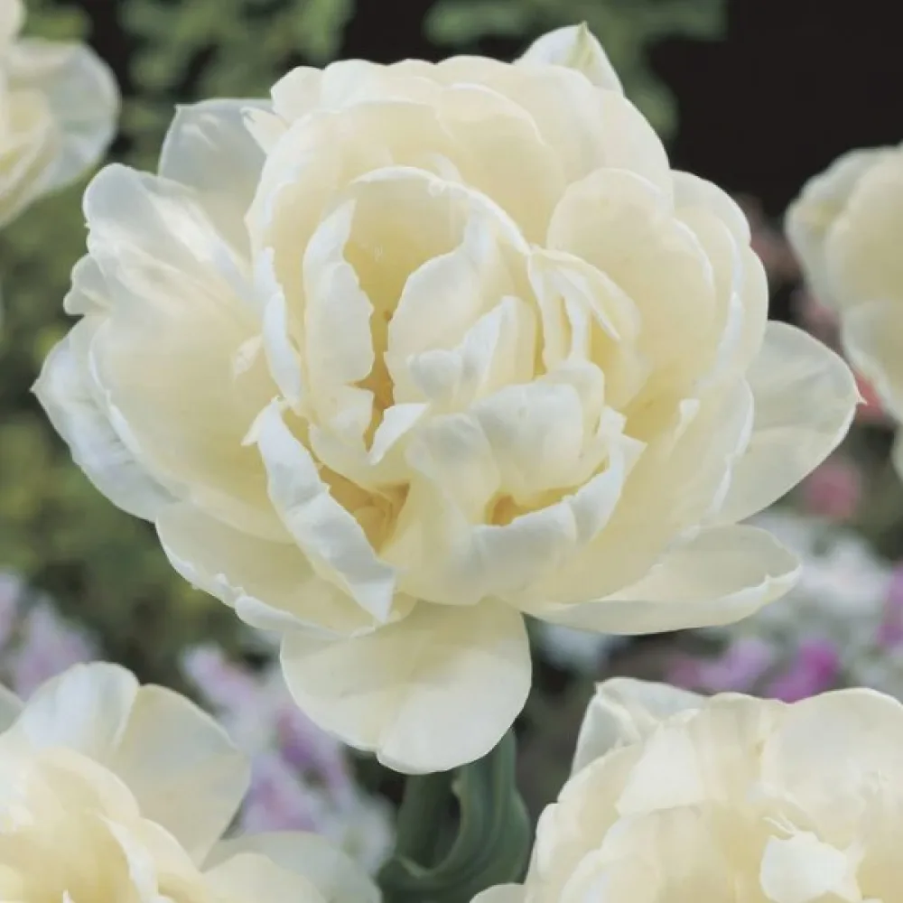 Tulpan 'Mount Tacoma'