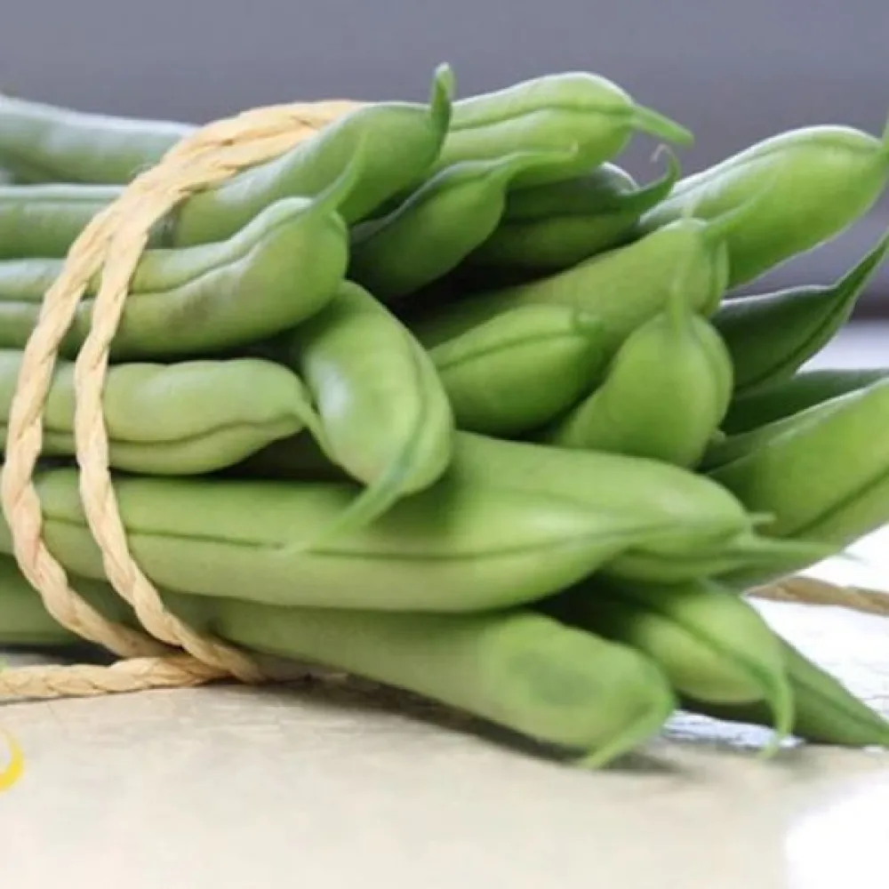 Torkböna Phaseolus vulgaris var. nanus 'Coco Noir-Starazagorski'