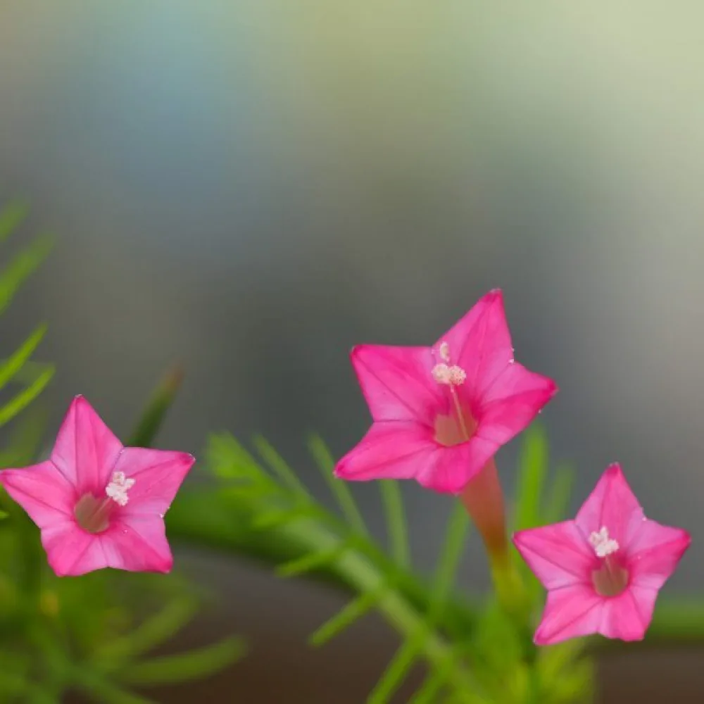 Cypressvinda Ipomoea pennata – rosa