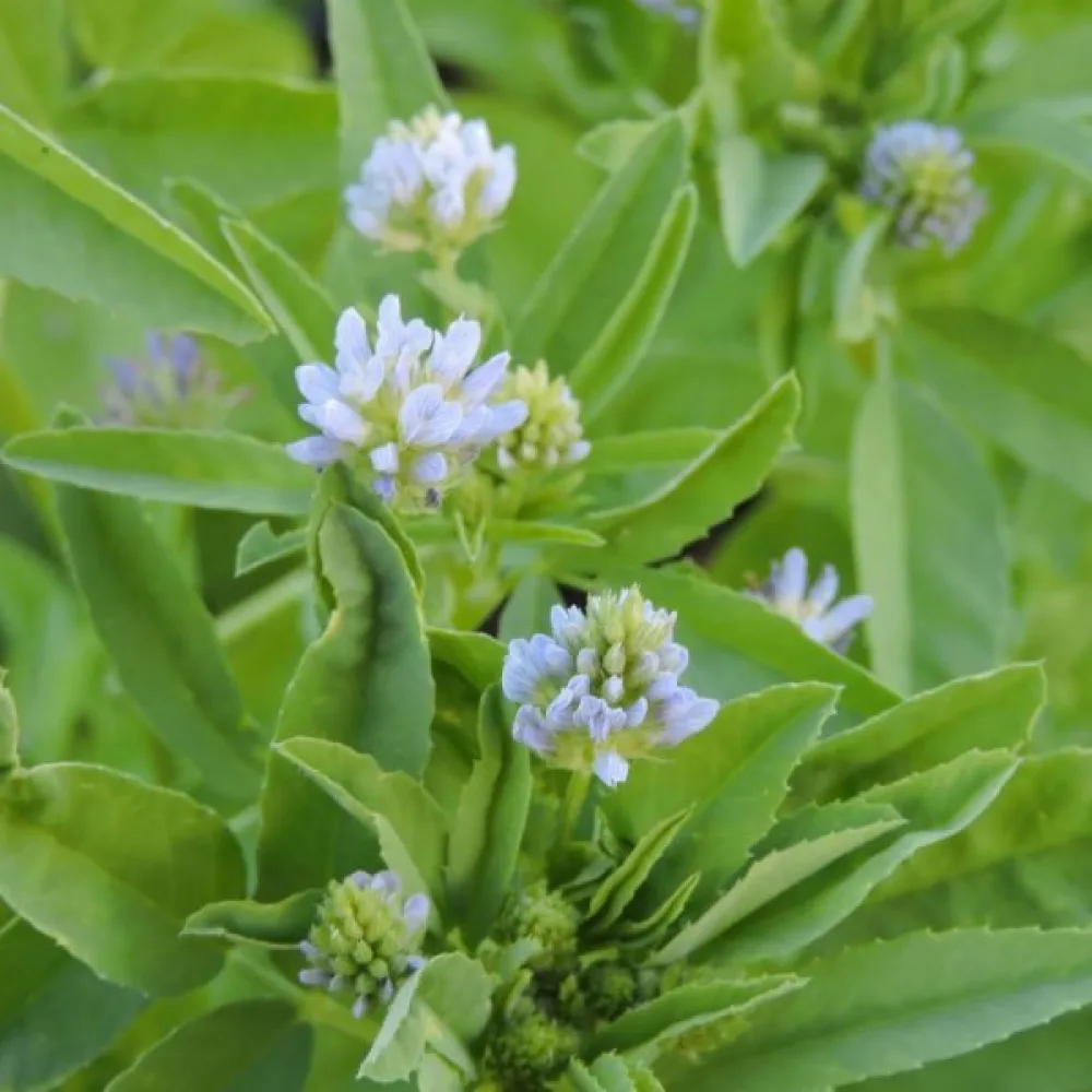 Blå bockhornsklöver Trigonella caerulea