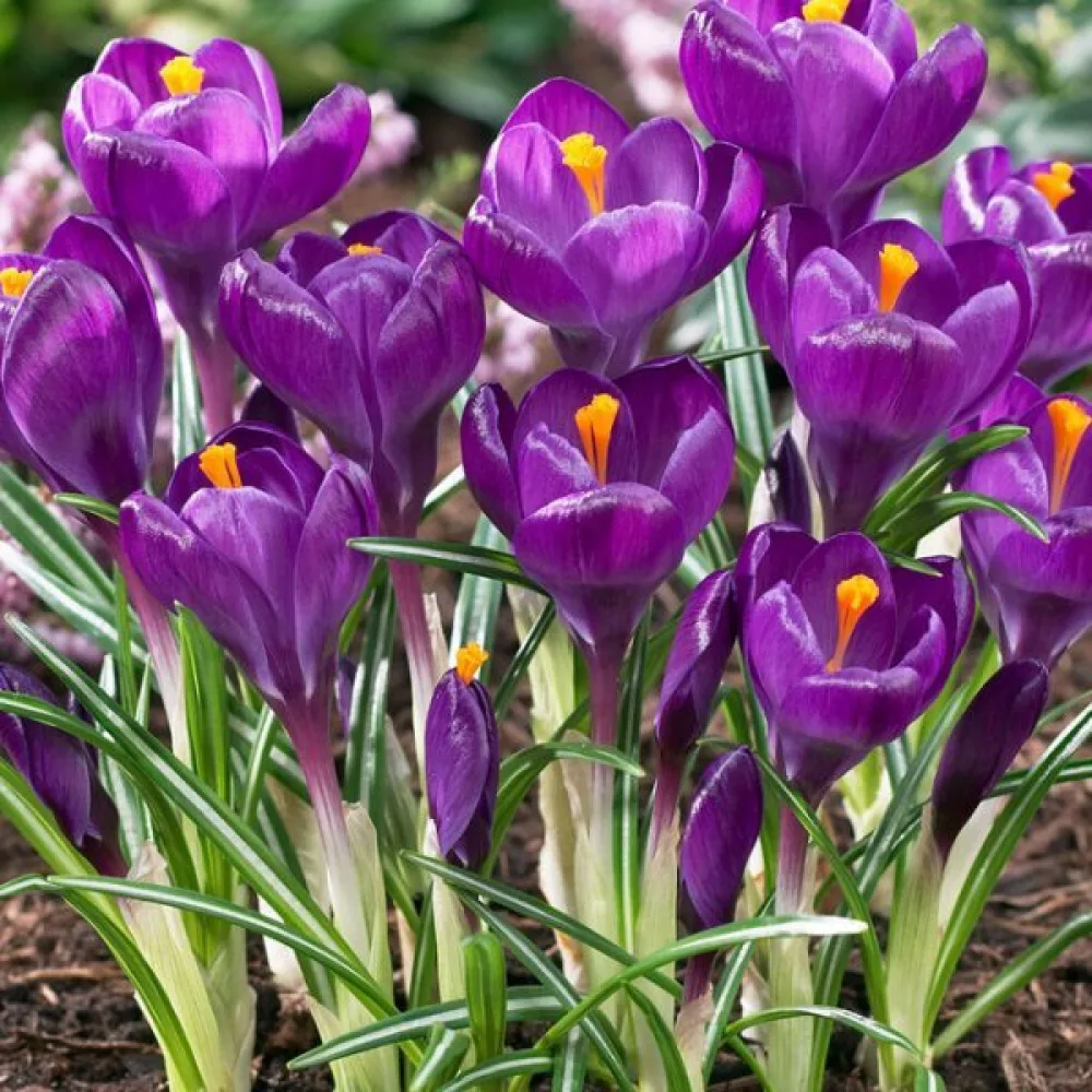 Krokus 'Flower Record'