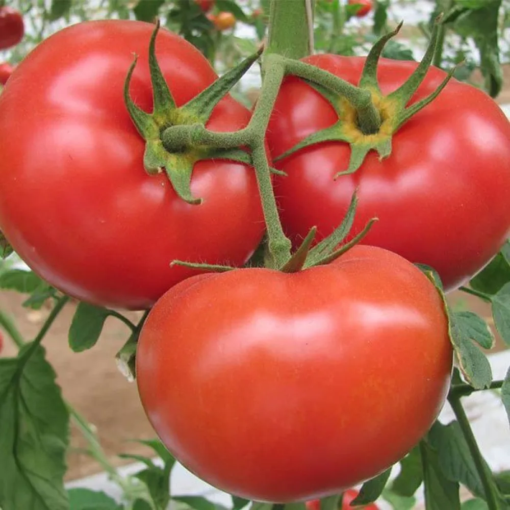 Tomat 'Marglobe'