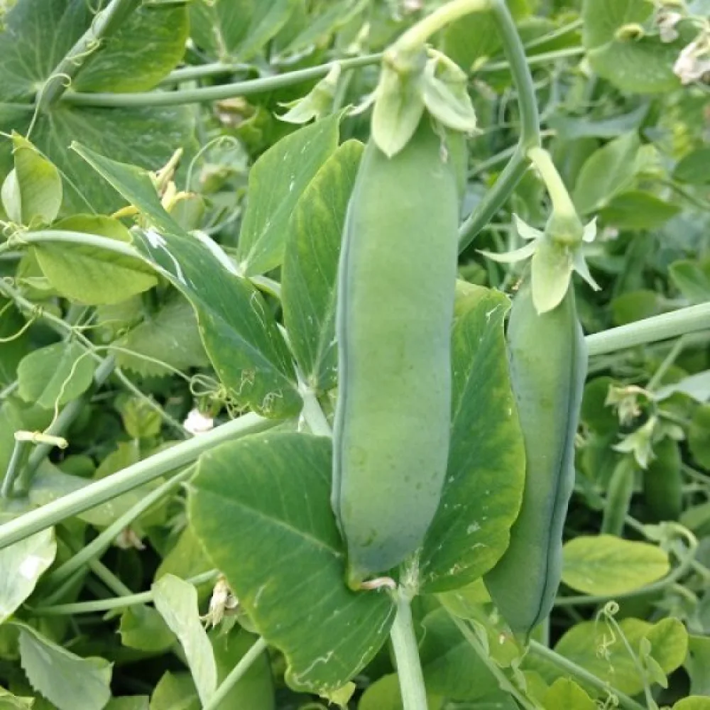 Spritärt 'Petit Provençal'
