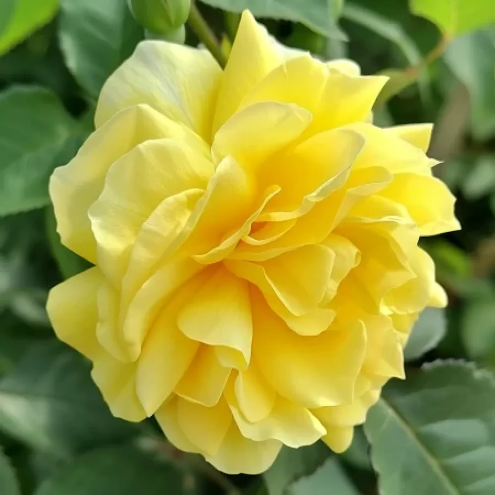 Ros 'Yellow Fantasy' – barrotad