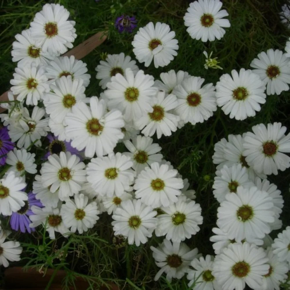 Brachyscome 'White Splendour'