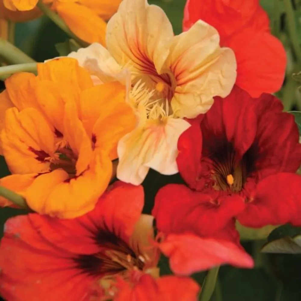 Krasse 'Strawberry Gem' (blandning)