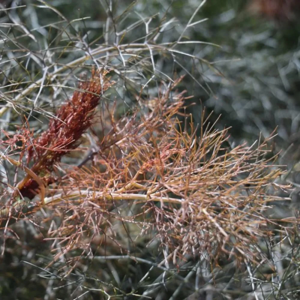 Fänkål med aromatiska blad