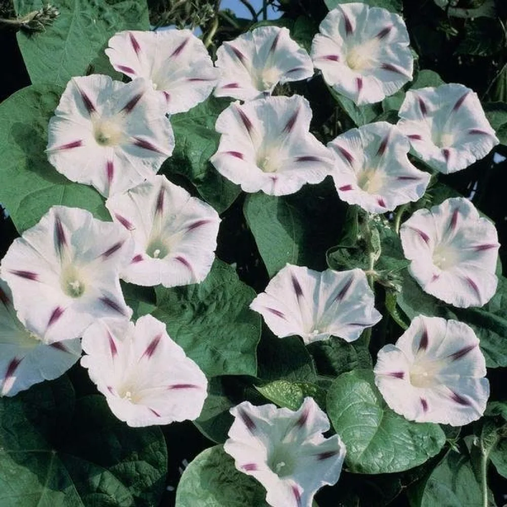 Purpurvinda 'Seta' – vit