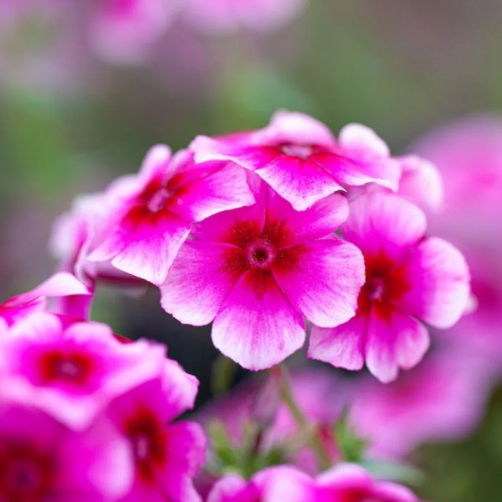 Sommarflox 'Brilliant Rose'