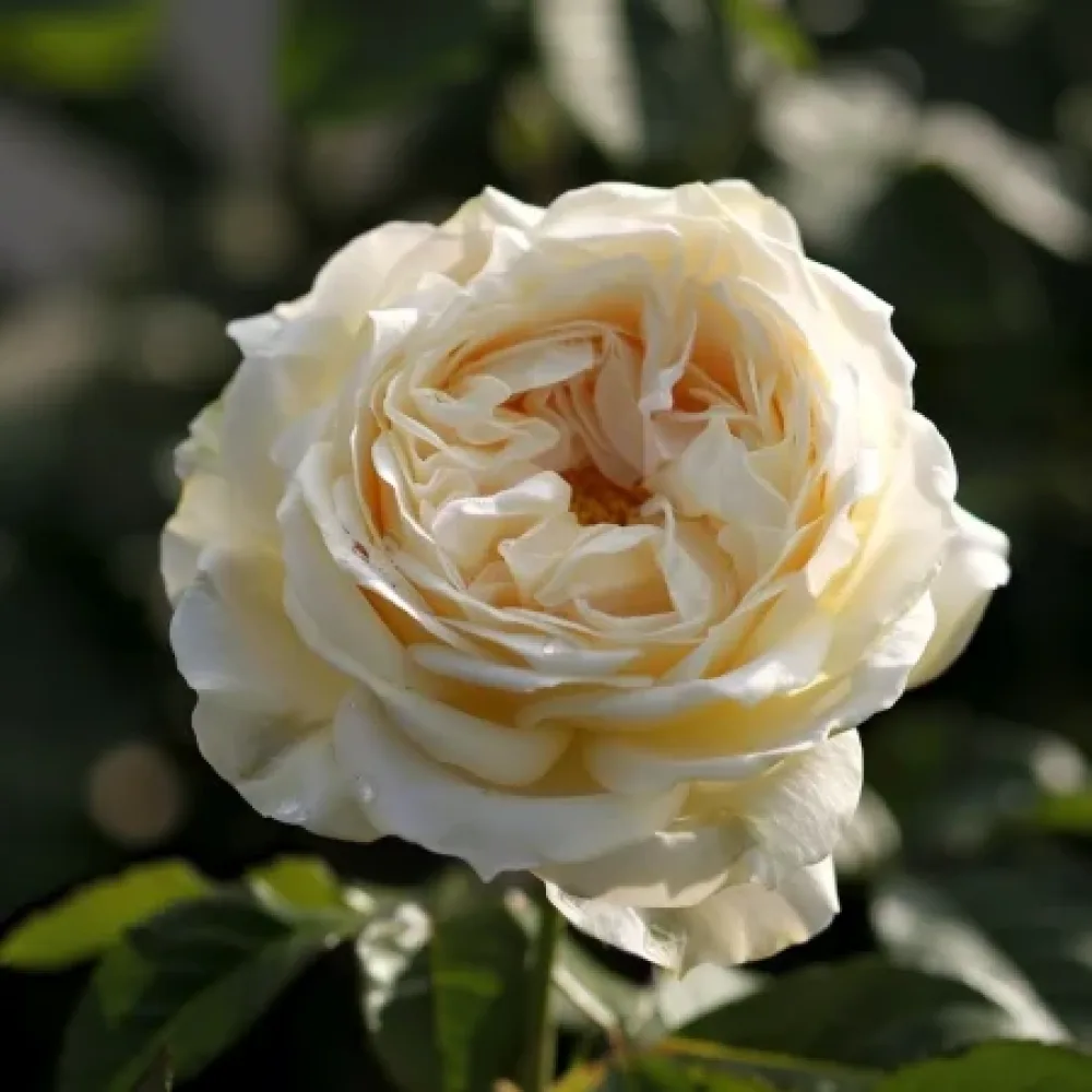 Ros 'Vanilla Dream' – barrotad