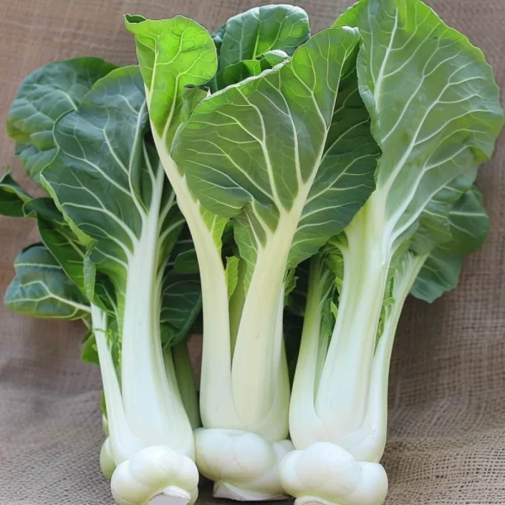 Pak choi, vit, för mikrogrönt