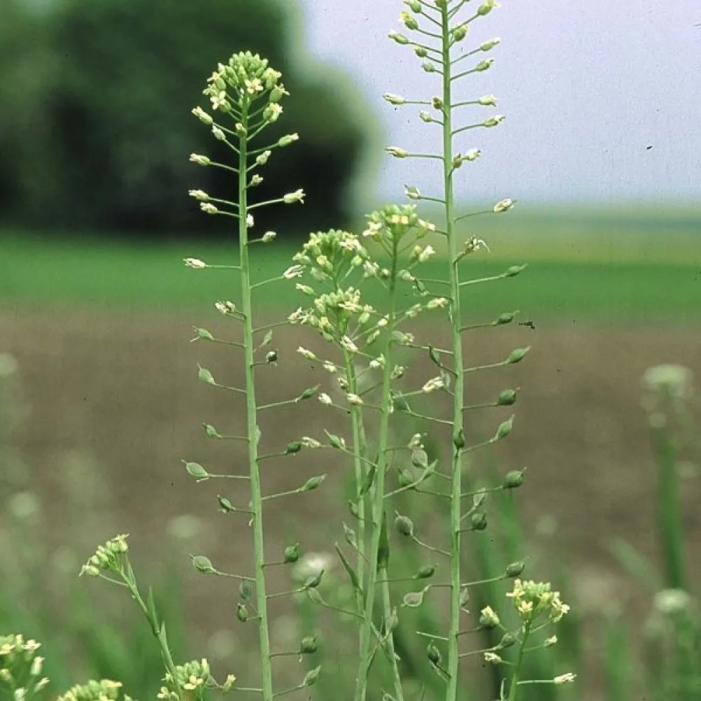 Oljedådra Camelina sativa för vårsådd
