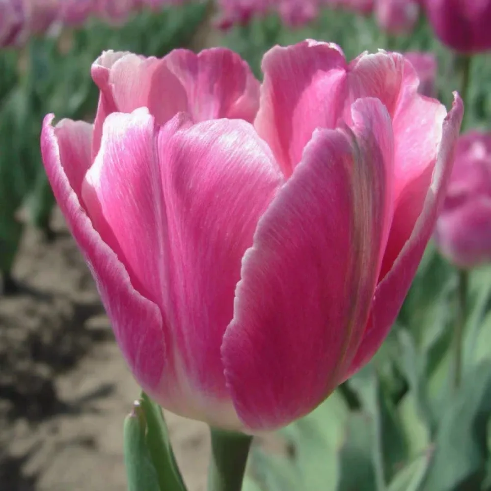 Tulpan 'Jumbo pink'