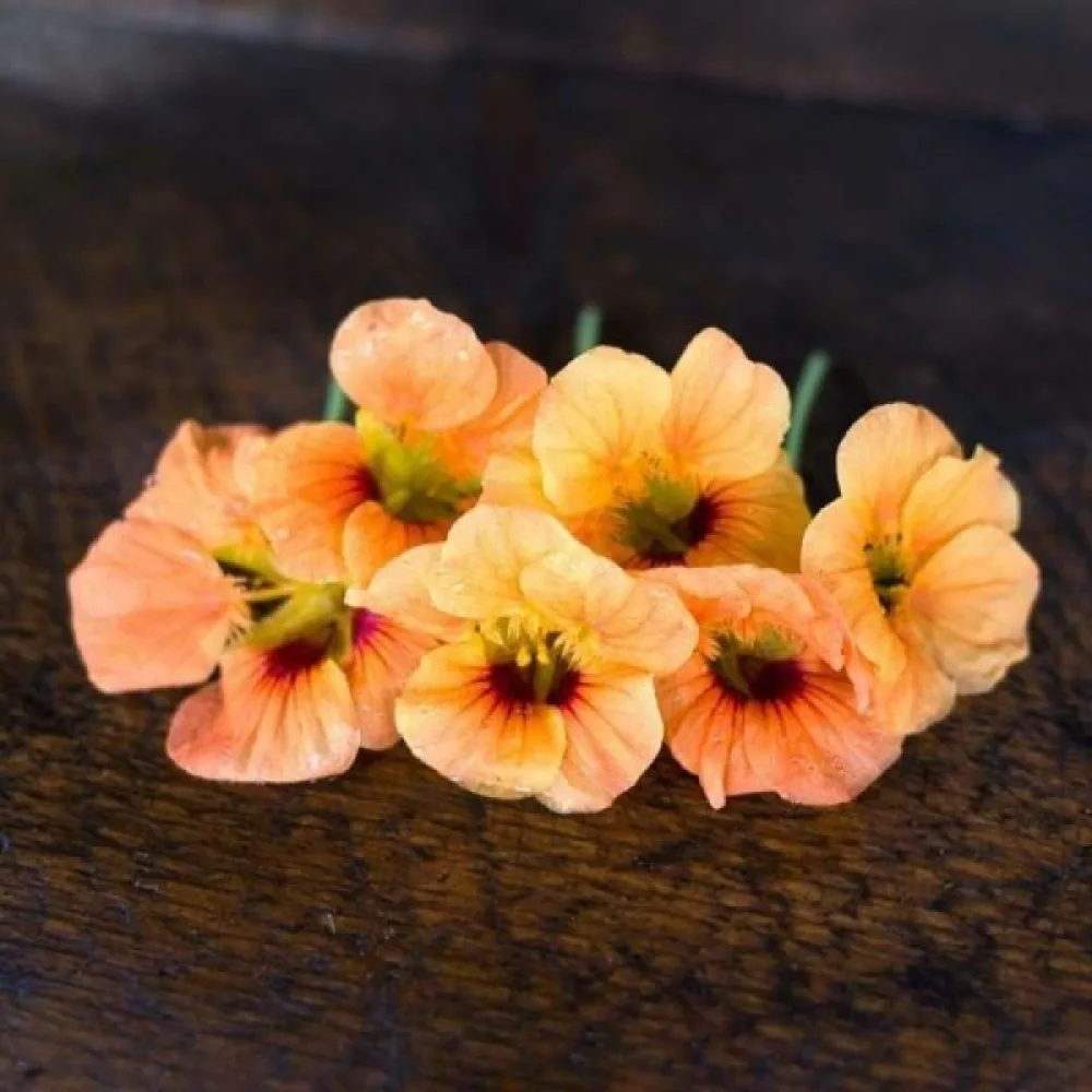 Krasse 'Apricot'