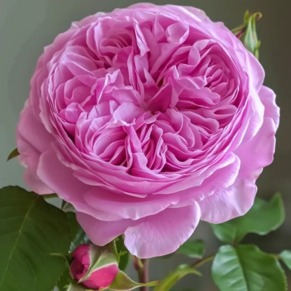 Ros 'Revival Blossom' – barrotad