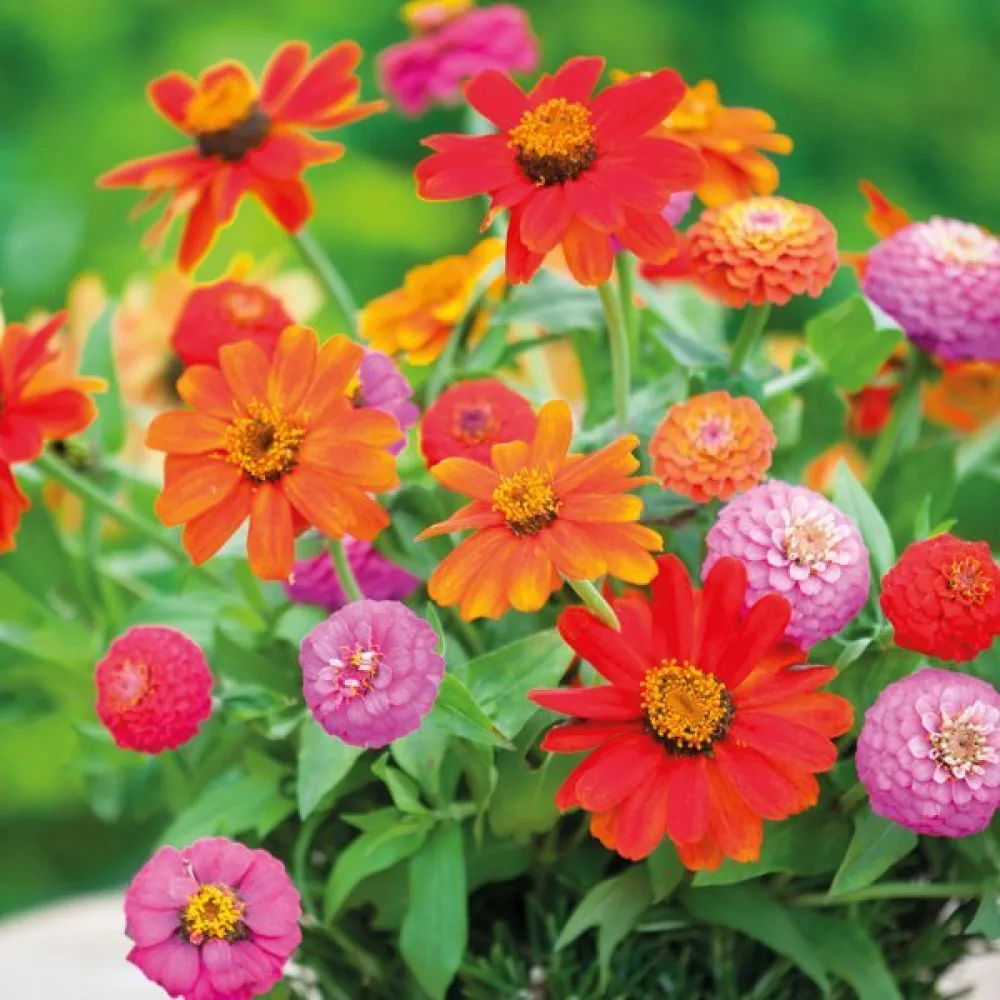 Zinnia 'Sprite' (blandning)