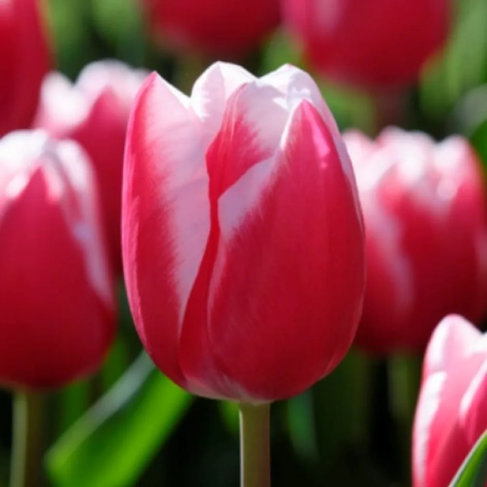 Tulpan 'Leen Van Der Mark'