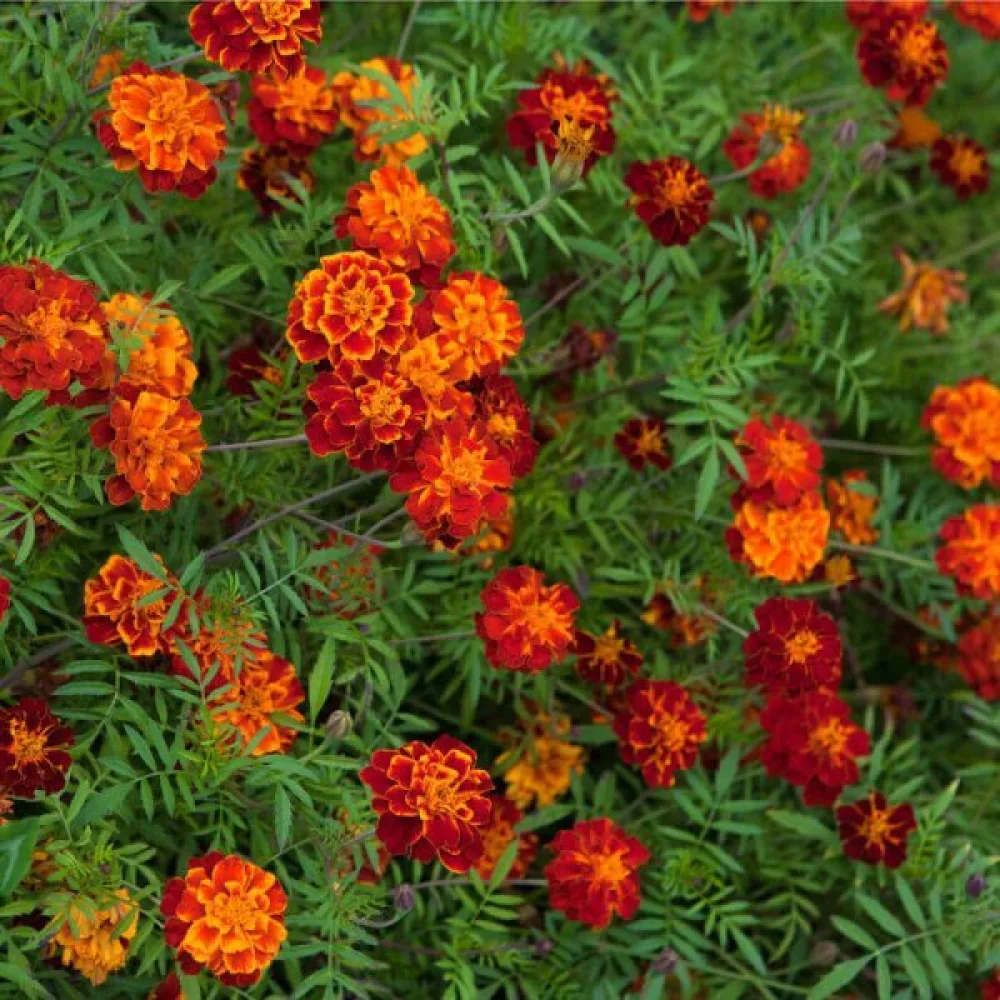 Fransk tagetes 'Honeycomb'