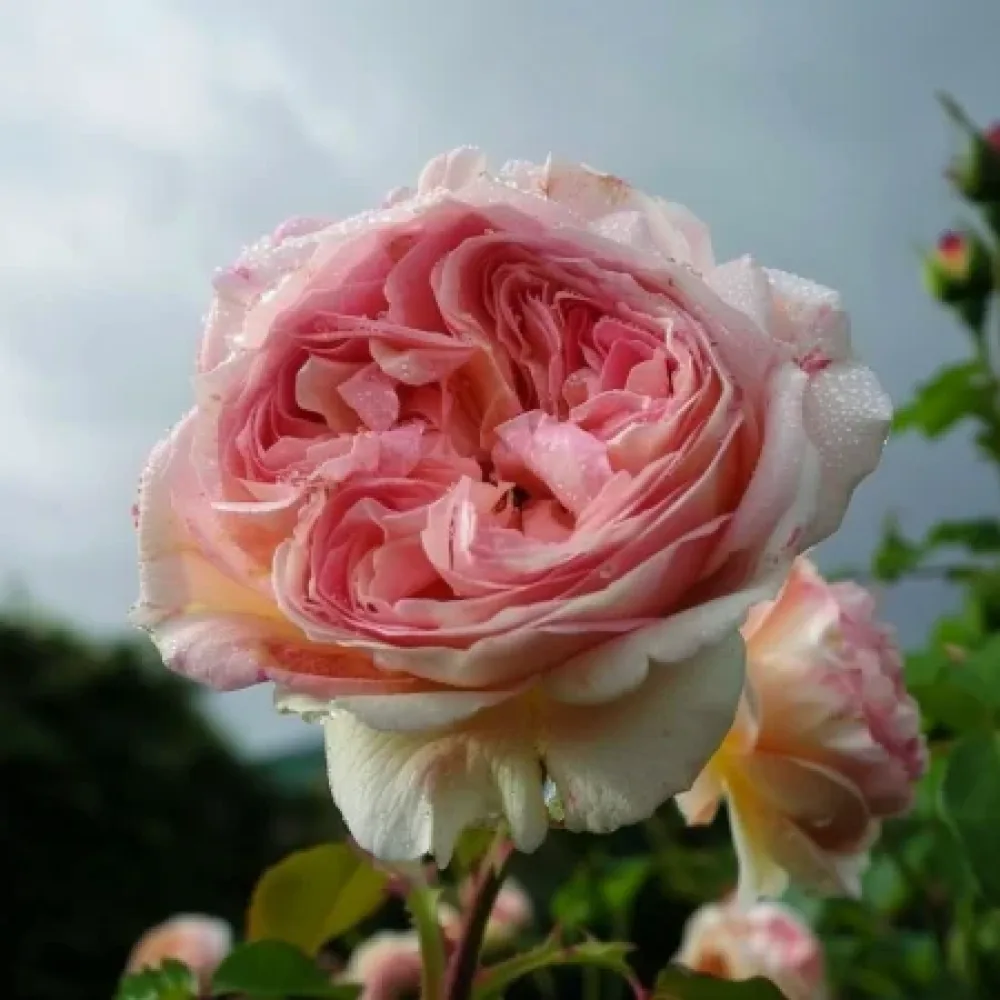 Ros 'Pink Flame'