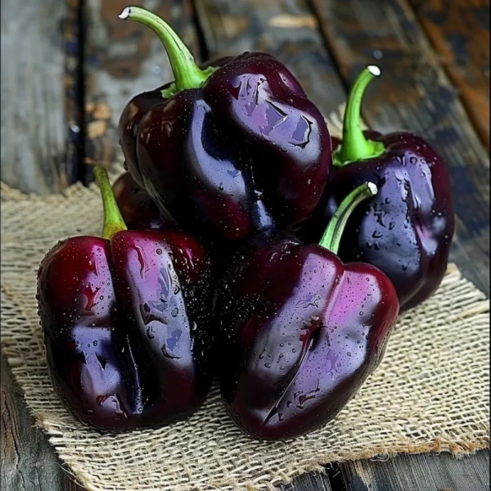 Paprika 'Zulu'