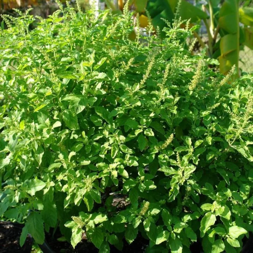 Helig basilika (tulsi)