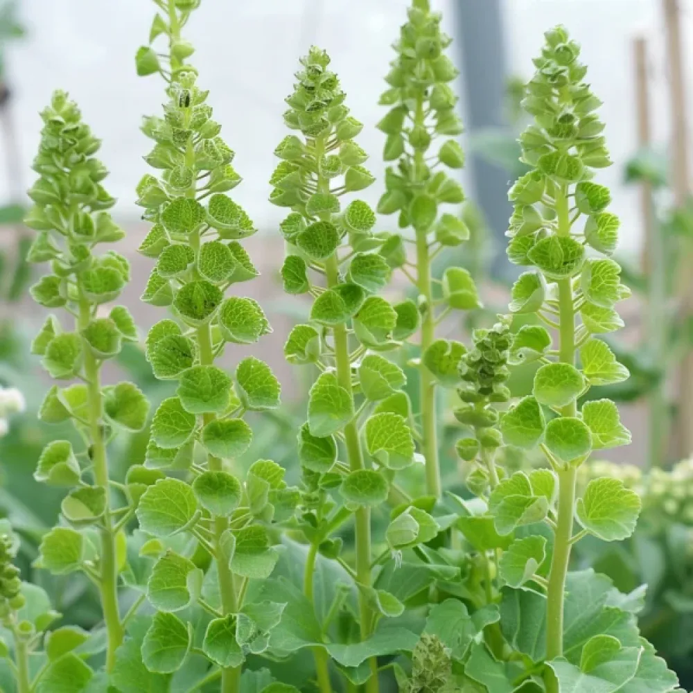Musselblomma Moluccella laevis