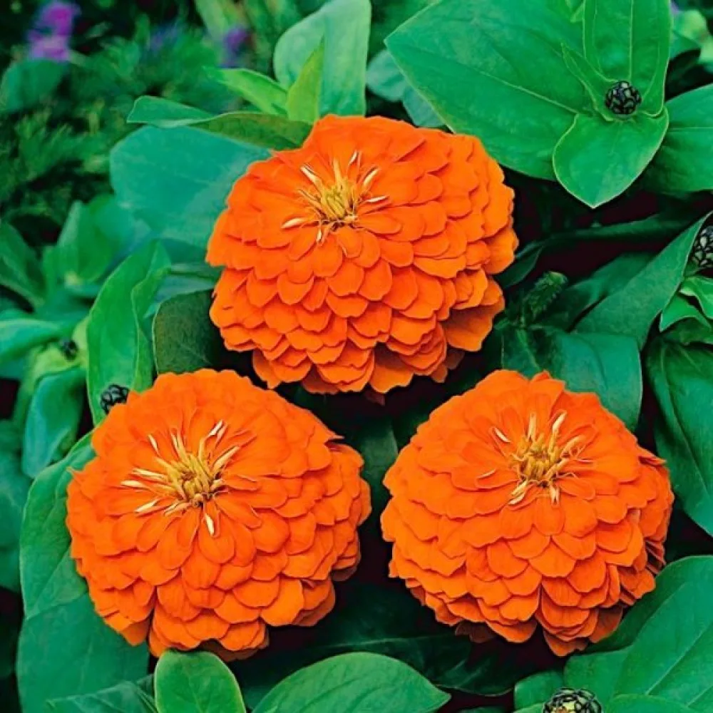 Zinnia 'Orange King'