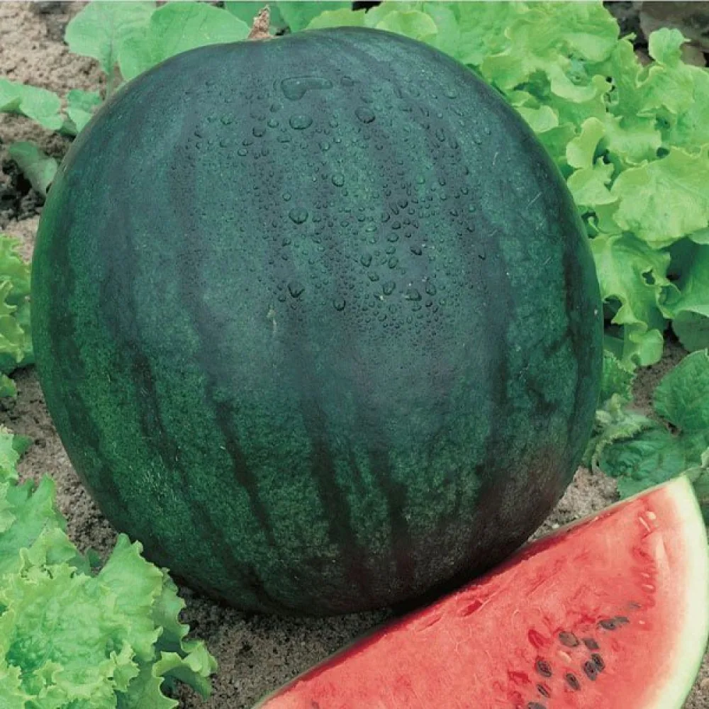 Vattenmelon 'Sugar Baby' 3–4 kg