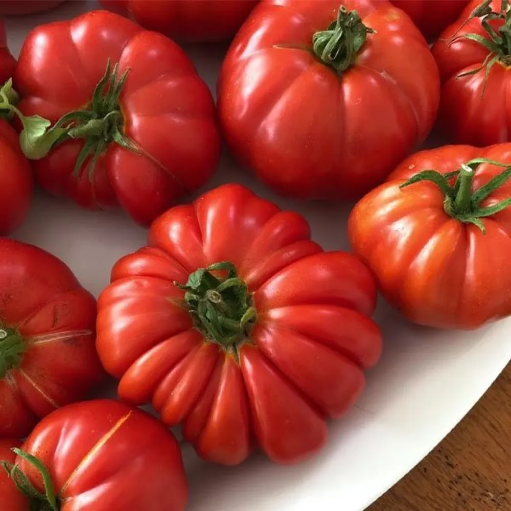Tomat 'Costoluto Fiorentino'