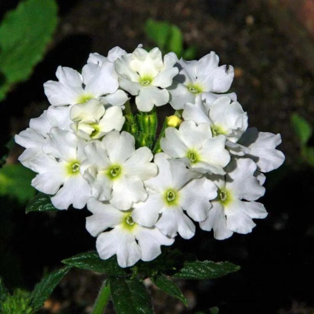 Verbena, vit
