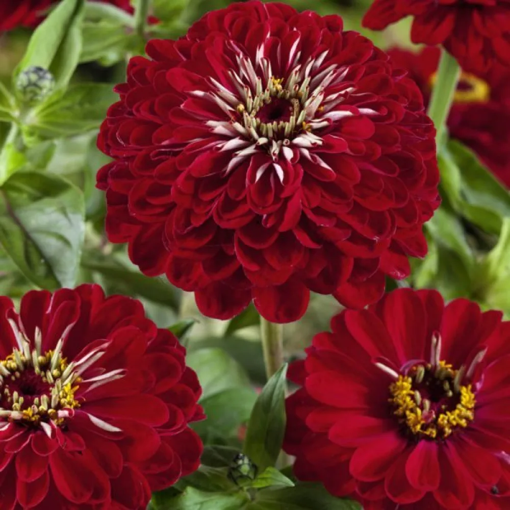 Zinnia 'Monarch King'