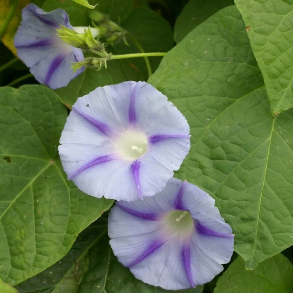 Purpurvinda 'Caprice'