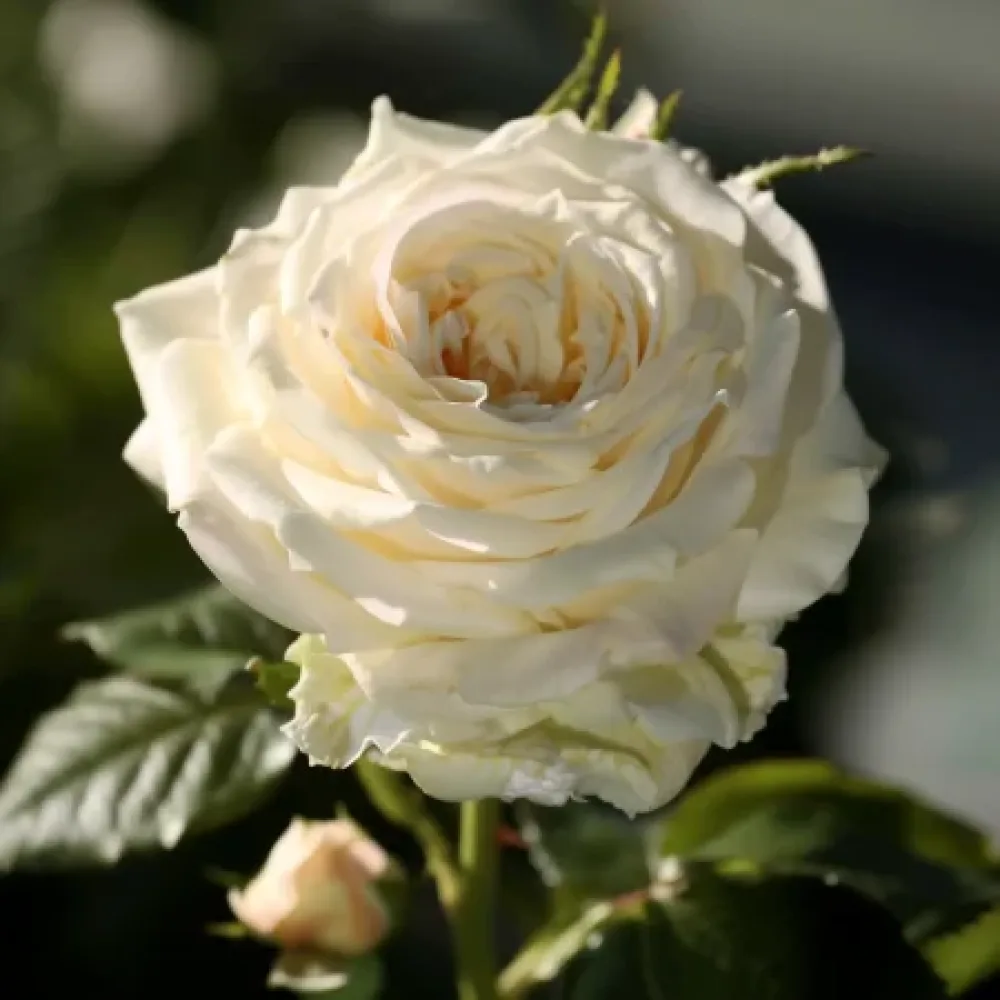 Ros 'Vanilla Dream' – barrotad