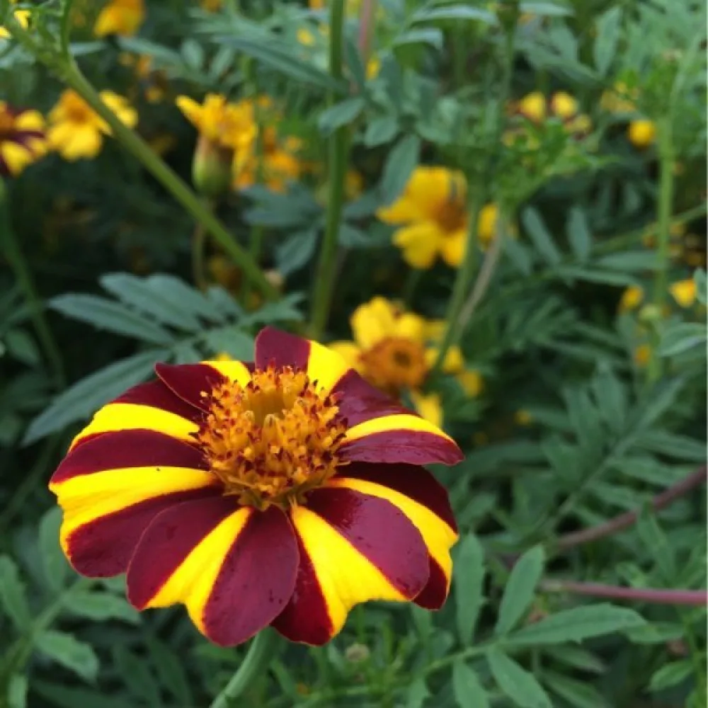 Fransk tagetes 'Striped Marvel'
