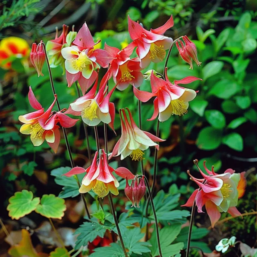 Akleja 'Koralle'