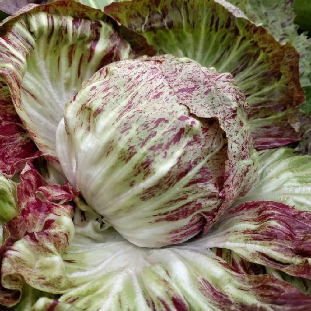 Cikoria 'Variegata di Chioggia'