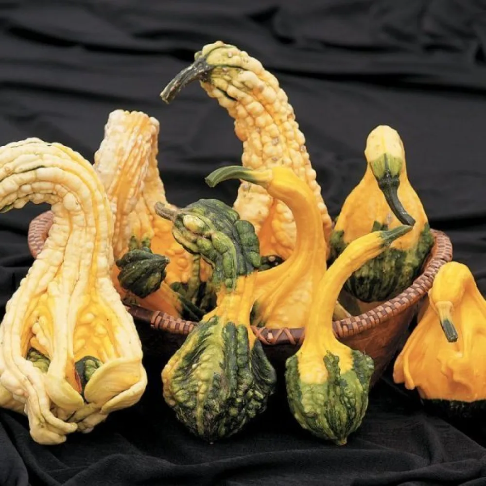 Pumpa 'Autumn Wings'