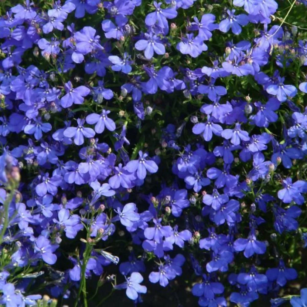 Kantlobelia 'Blue Carpet'