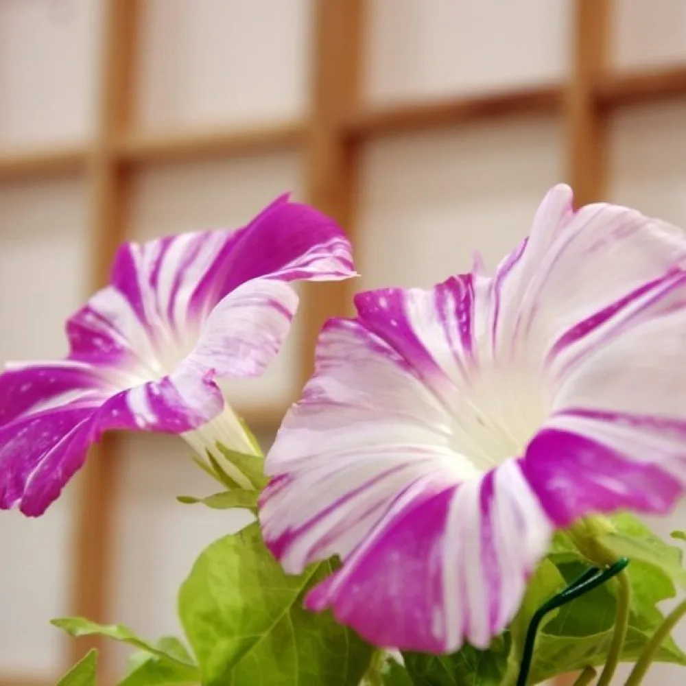 Purpurvinda 'Arlequin'
